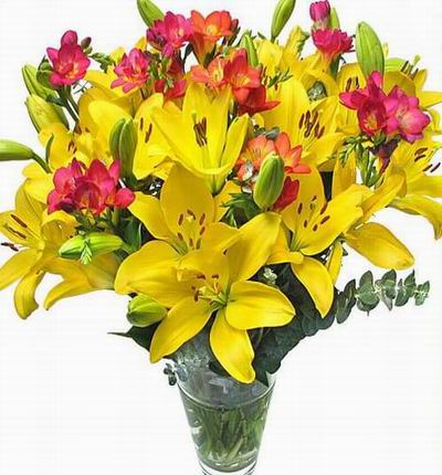 Taipeiflowers Lilies for Taiwan