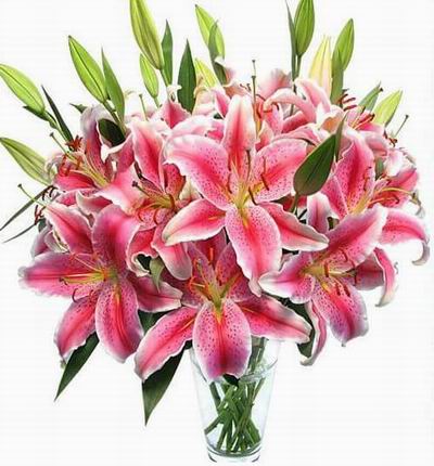 Taipeiflowers Lilies for Taiwan