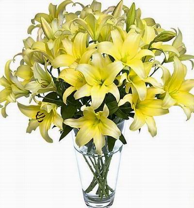 Taipeiflowers Lilies for Taiwan