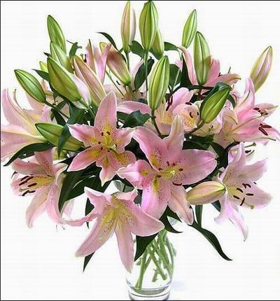 Taipeiflowers Lilies for Taiwan
