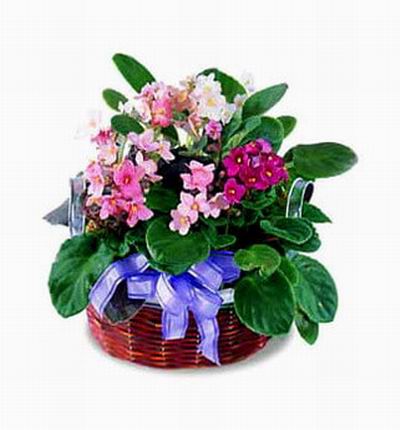 Taipeiflowers Baby new born gifts for Taiwan