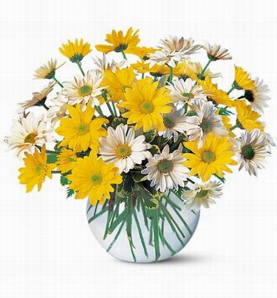Taipeiflowers Daisies for Taiwan