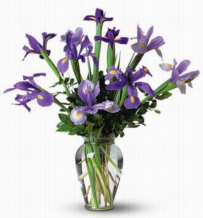 Taipeiflowers Iris for Taiwan