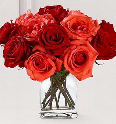 Taipeiflowers Roses for Taiwan