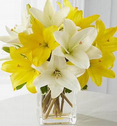 Taipeiflowers Lilies for Taiwan
