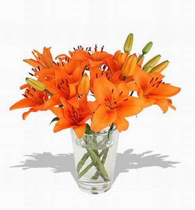 Taipeiflowers Lilies for Taiwan