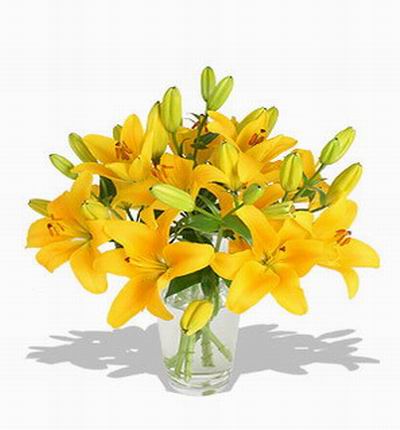 Taipeiflowers Lilies for Taiwan