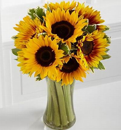 Taipeiflowers Sunflowers for Taiwan