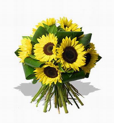 Taipeiflowers Sunflowers for Taiwan