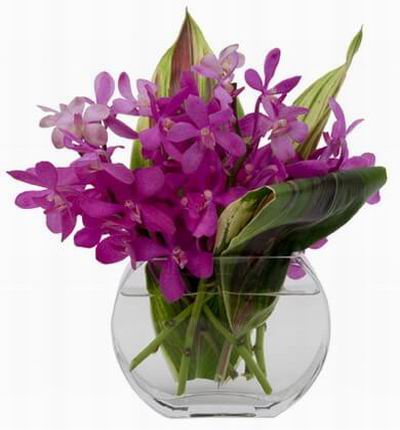 Taipeiflowers Orchids for Taiwan