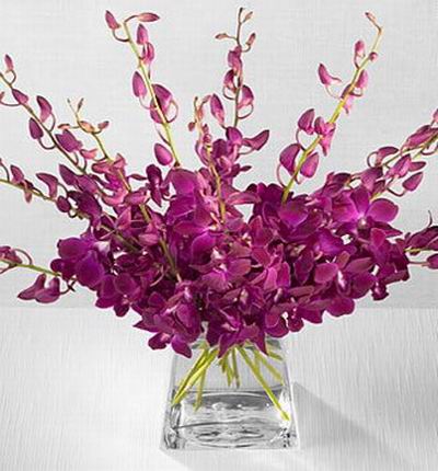Taipeiflowers Orchids for Taiwan