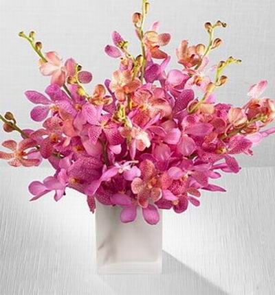 Taipeiflowers Orchids for Taiwan