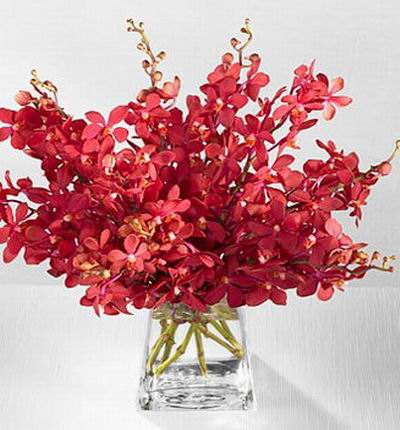 Taipeiflowers Orchids for Taiwan