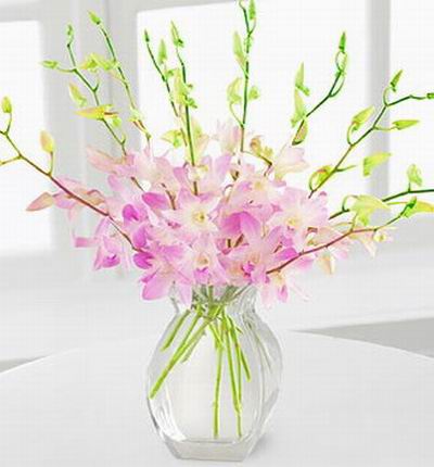 Taipeiflowers Orchids for Taiwan
