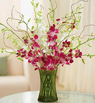 Taipeiflowers Orchids for Taiwan
