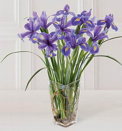 Taipeiflowers Iris for Taiwan