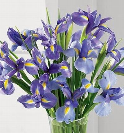 Taipeiflowers Iris for Taiwan