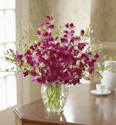 Taipeiflowers Orchids for Taiwan