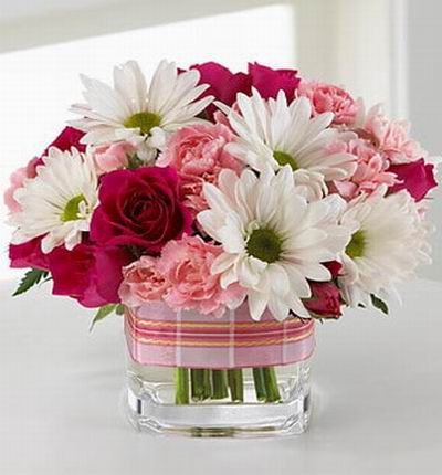 Taipeiflowers Daisies for Taiwan