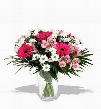 Taipeiflowers Daisies for Taiwan