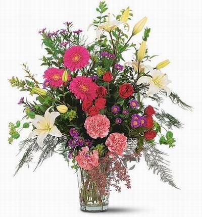 Taipeiflowers Daisies for Taiwan