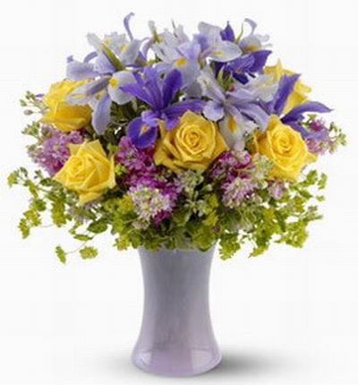 Taipeiflowers Iris for Taiwan