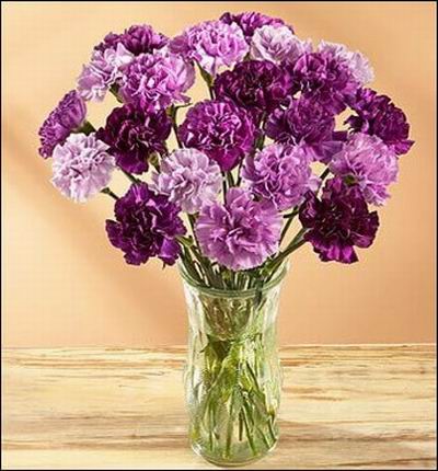 Taipeiflowers Carnations for Taiwan