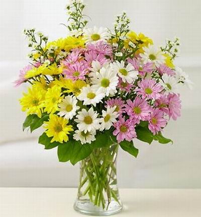 Taipeiflowers Daisies for Taiwan
