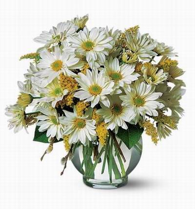 Taipeiflowers Daisies for Taiwan