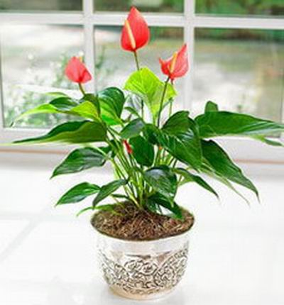 Taipeiflowers Plants for Taiwan