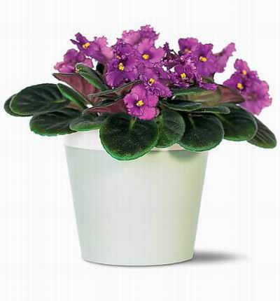 Taipeiflowers Plants for Taiwan
