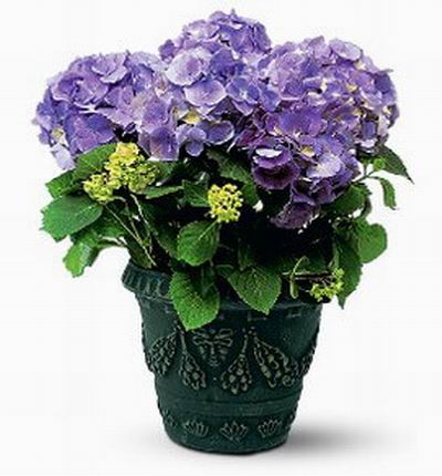Taipeiflowers Plants for Taiwan