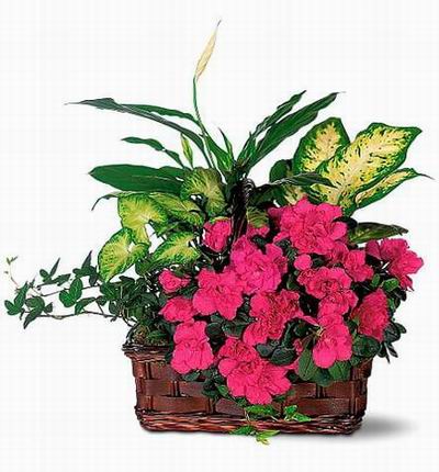 Taipeiflowers Plants for Taiwan
