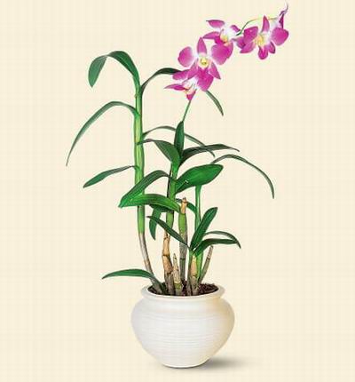 Taipeiflowers Orchids for Taiwan