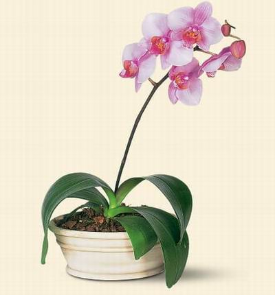 Taipeiflowers Orchids for Taiwan