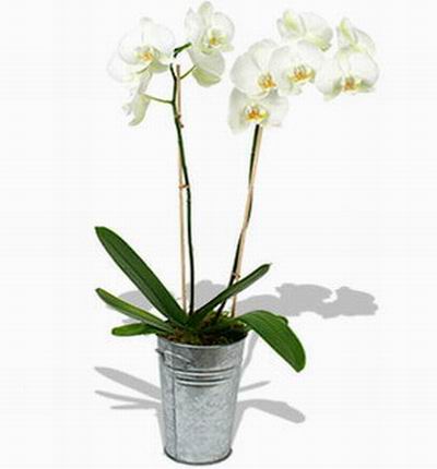 Taipeiflowers Orchids for Taiwan