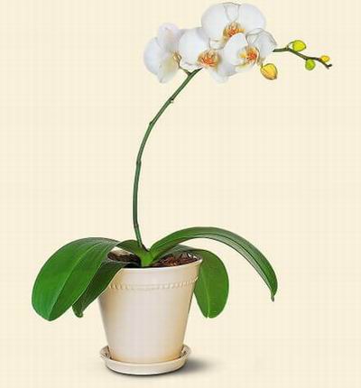 Taipeiflowers Orchids for Taiwan