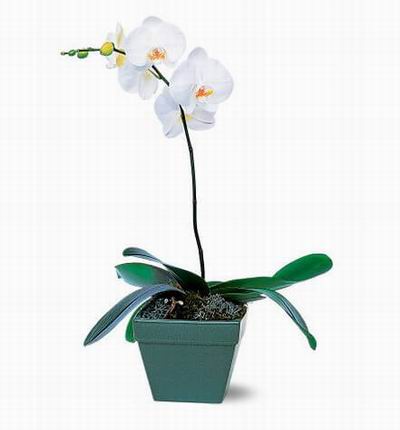 Taipeiflowers Orchids for Taiwan
