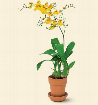 Taipeiflowers Orchids for Taiwan