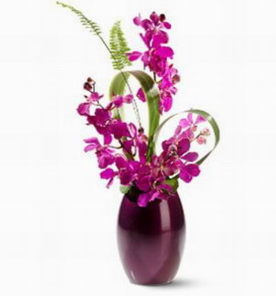 Taipeiflowers Orchids for Taiwan