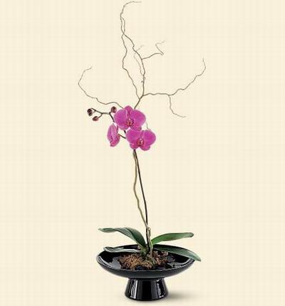 Taipeiflowers Orchids for Taiwan