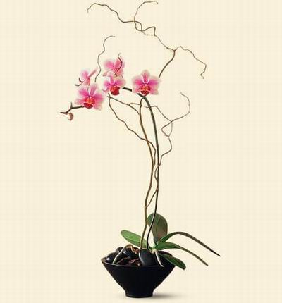 Taipeiflowers Orchids for Taiwan