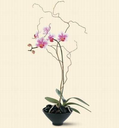 Taipeiflowers Orchids for Taiwan