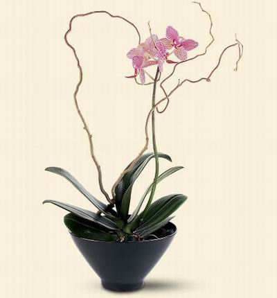 Taipeiflowers Orchids for Taiwan