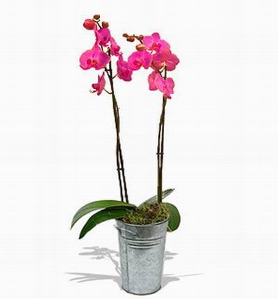 Taipeiflowers Orchids for Taiwan