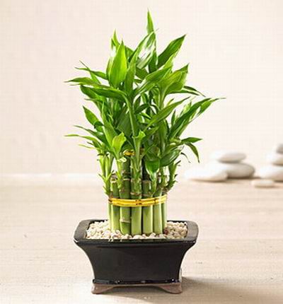 Taipeiflowers Plants for Taiwan