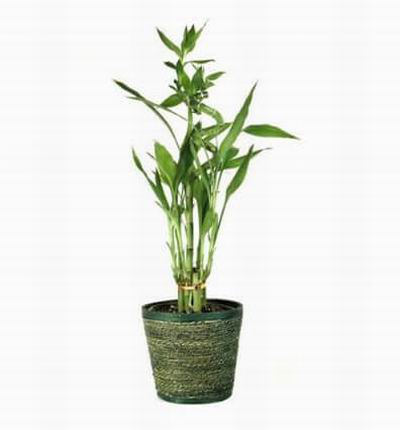 Taipeiflowers Plants for Taiwan