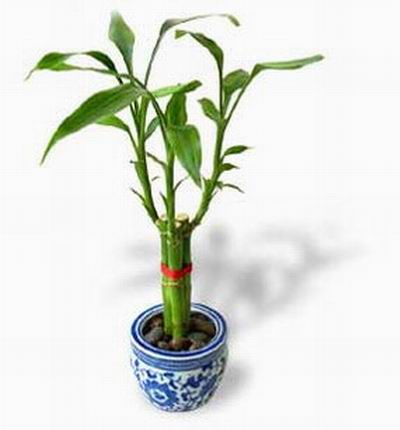 Taipeiflowers Plants for Taiwan