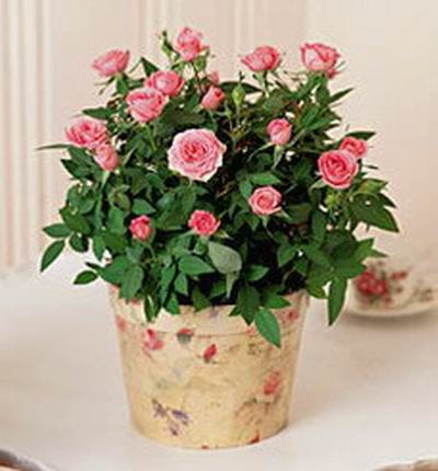 Taipeiflowers Plants for Taiwan